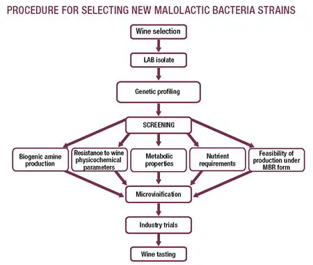Understanding Spoilage Bacteria in Wine