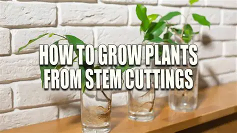 Understanding Stem Cuttings