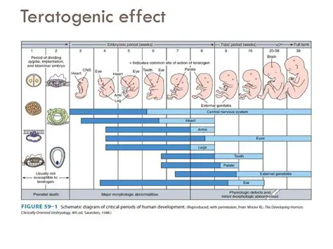 Understanding Teratogenic Effects