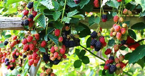 Understanding the Adaptations of Berry Plants for Reproduction