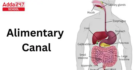 Understanding the Alimentary Canal