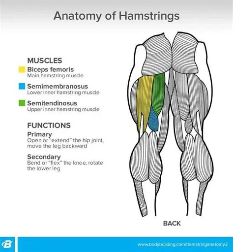 Understanding the Anatomy of the Hamstrings