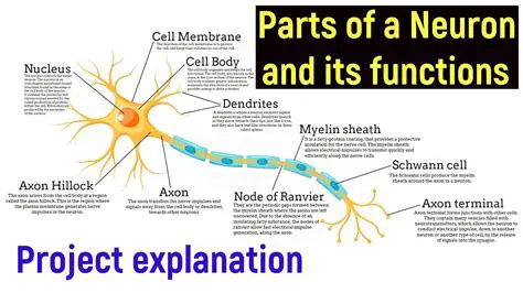 Understanding the Basics of Neuron Structure