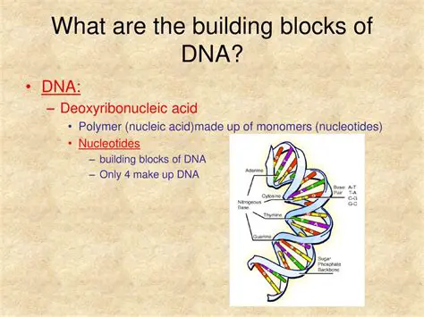 Understanding the Building Blocks of DNA