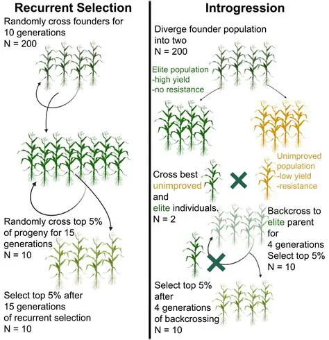 Understanding the Complexity of Genetic Maps