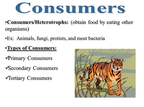 Understanding the Concept of Consumers in Ecosystems