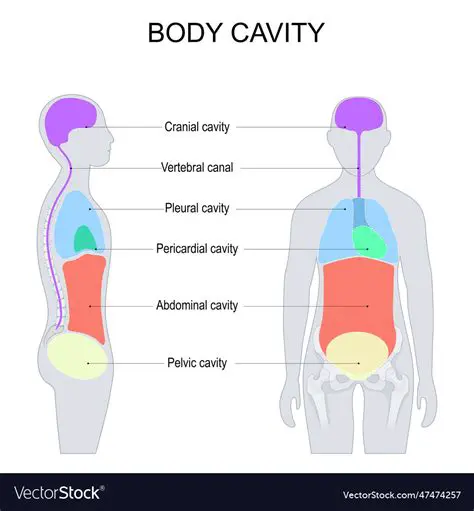 Understanding the Conditions for a Strip Search or Body Cavity Search