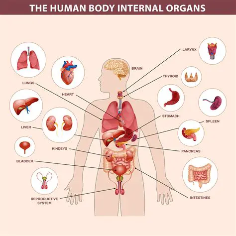 Understanding the Control Centers of the Human Body