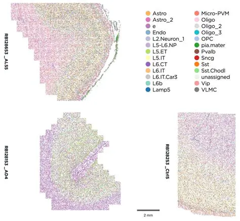 Understanding the Cosmx 6k Data Structure