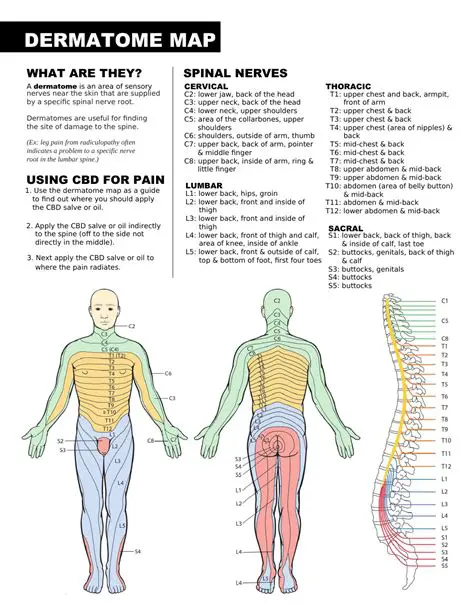 Understanding the Dermatome Map