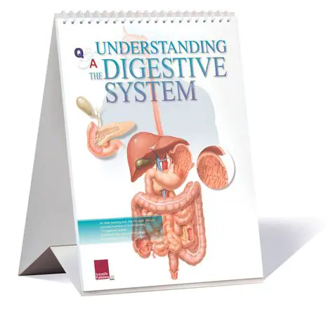 Understanding the Digestive System