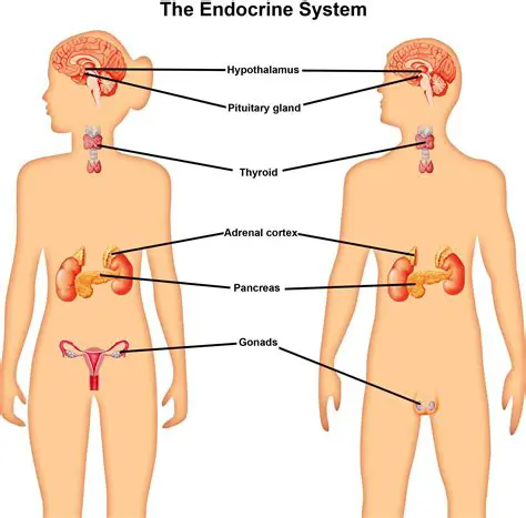 Understanding the Endocrine System