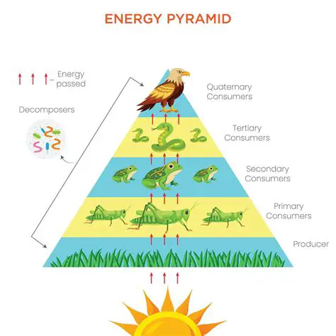 Understanding the Energy Pyramid