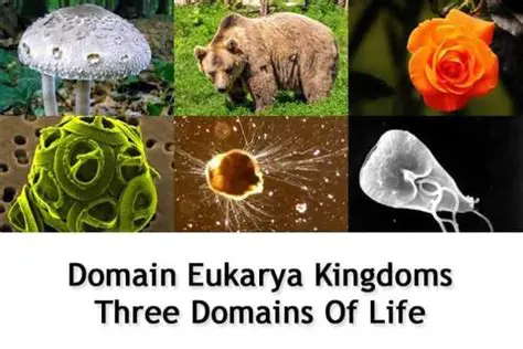 Understanding the Eukarya Domain