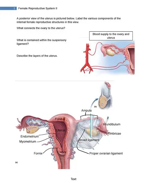 Understanding the Female Reproductive System