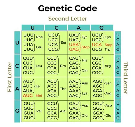 Understanding the Genetic Code