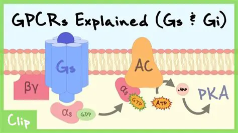 Understanding the Gs Protein Complex and Its Regulation