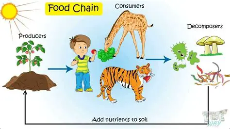 Understanding the Importance of a Food Chain