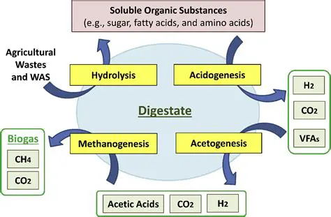 Understanding the Importance of Acidogenesis in Anaerobic Waste Treatment