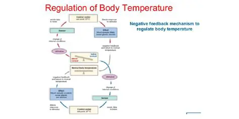 Understanding the Importance of Body Temperature Regulation