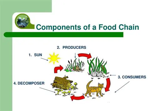 Understanding the Importance of Decomposers in Food Chains