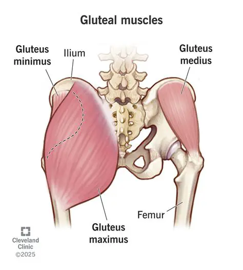 Understanding the Importance of Gluteus Maximus and Hamstring Muscles