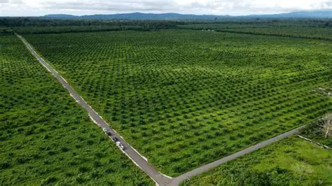 Understanding the Importance of Palm Oil Marketing in Labuhan Batu Utara and Asahan Regency