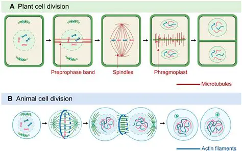 Understanding the Key Differences in Mitosis Between Animal and Plant Cells