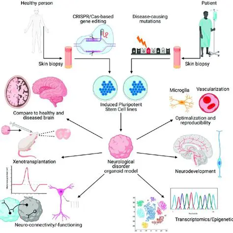 Understanding the Limitations of 2D Diagrammatic Models of Mitosis