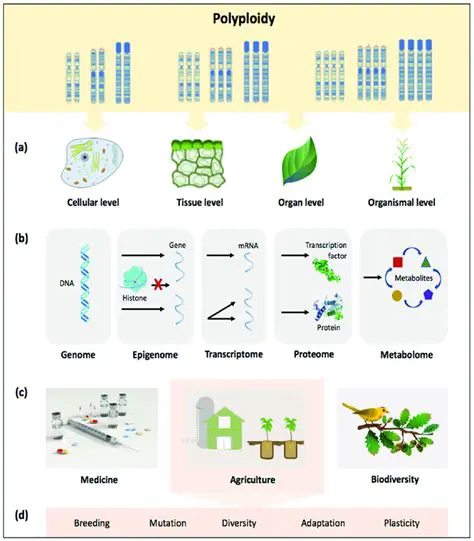 Understanding the mechanisms of polyploidy