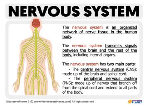 Understanding the Nervous System