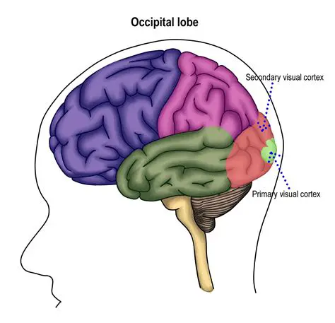 Understanding the Occipital Lobe
