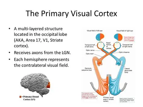 Understanding the Primary Visual Cortex