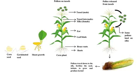 Understanding the Process of Detasseling and Its Impact on Corn Pollination