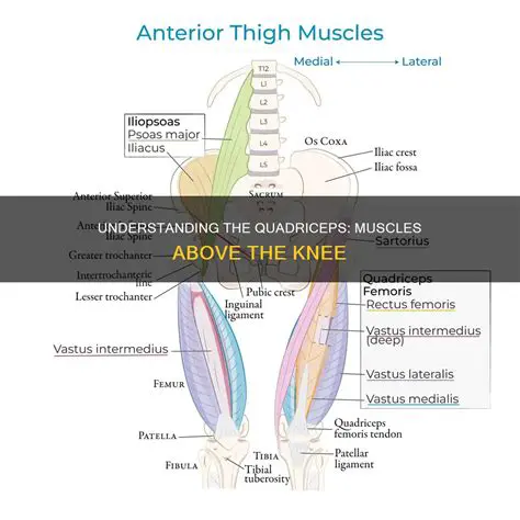 Understanding the Quadriceps Muscles
