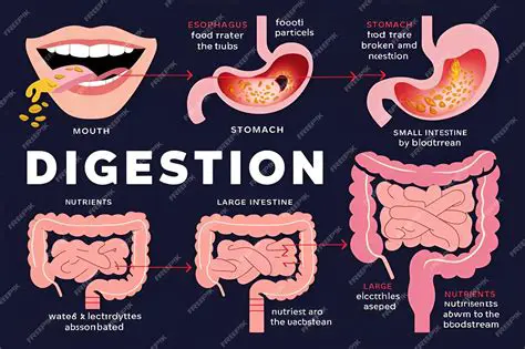 Understanding the Relationship Between Human Digestion and Domestication