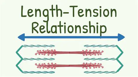 Understanding the Relationship Between Length and Breadth