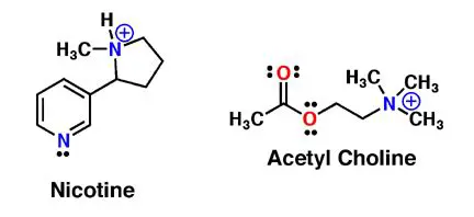 Understanding the Relationship Between Nicotine and Acetylcholine