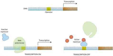 Understanding the Repressor Protein
