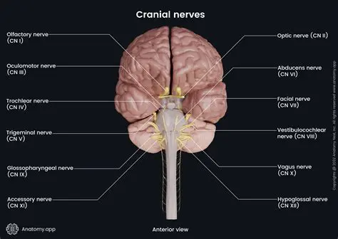 Understanding the Role of Cranial Nerves in Regulating Heart Rate