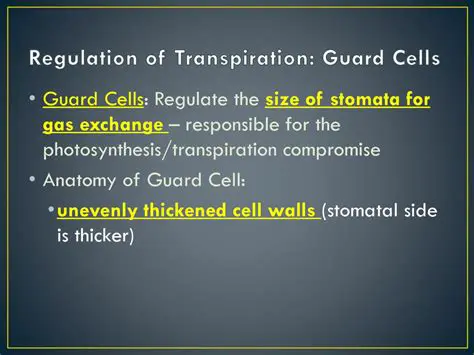 Understanding the Role of Guard Cells in Leaf Physiology