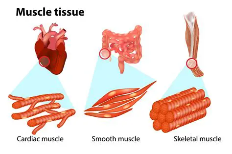 Understanding the Role of Muscle Tissue in the Human Body