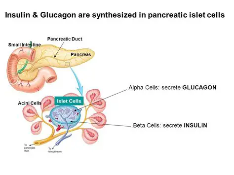 Understanding the Role of Pancreatic Islets in Glucose Regulation