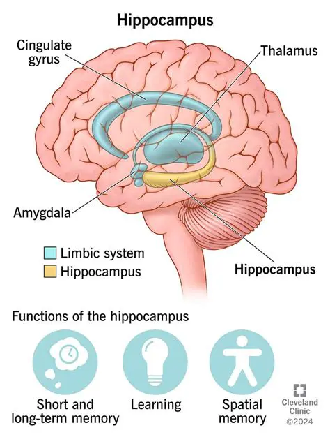 Understanding the role of the hippocampus