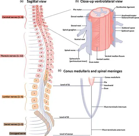 Understanding the Severity of Spinal Medulla Injury