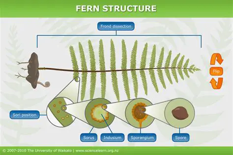 Understanding the Structure of a Fern