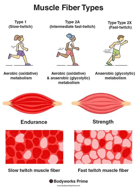 Understanding the Structure of Muscle Fibers