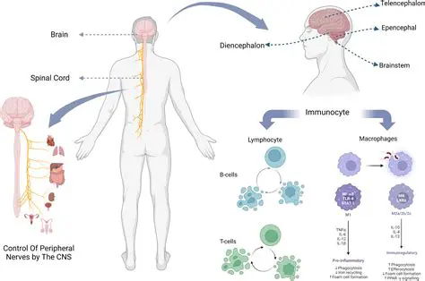 Understanding the Structure of the CNS
