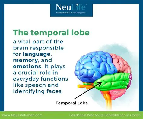 Understanding the Temporal Lobe