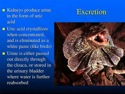 Understanding Uric Acid Excretion in Birds